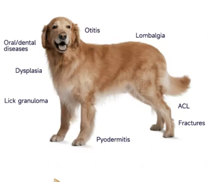 therapeutic laser for dogs